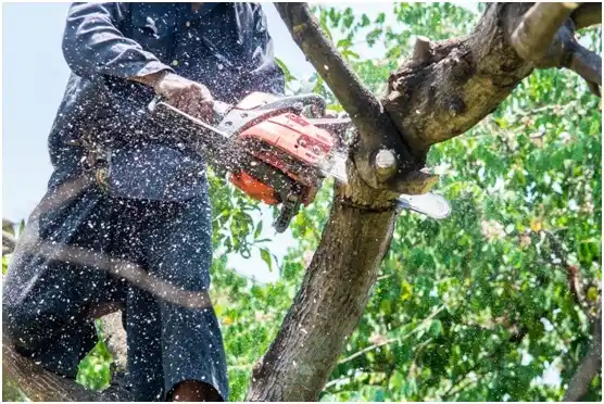 tree services Bothell West